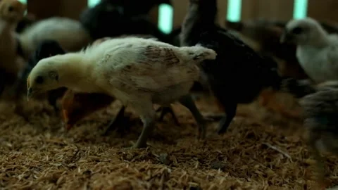 A flock of chickens on a farm is eating Stock Footage 178349619