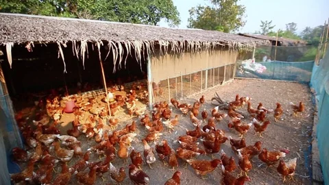Flock of chickens in the farm. Stock Footage 77413874