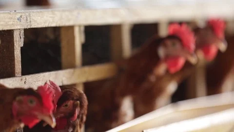 Flock of chickens in the farm. Stock Footage 77414248