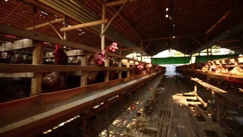 Flock of chickens in the farm. Stock Footage 77414516