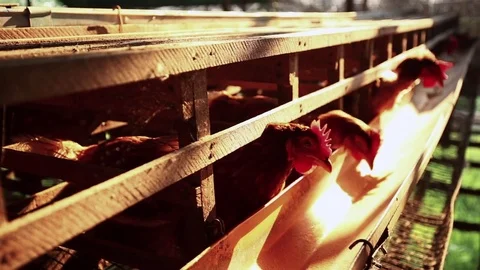 Flock of chickens in the farm. Stock Footage 77415352