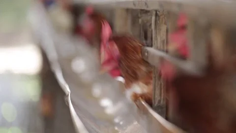 Flock of chickens in the farm. Stock Footage 77415500