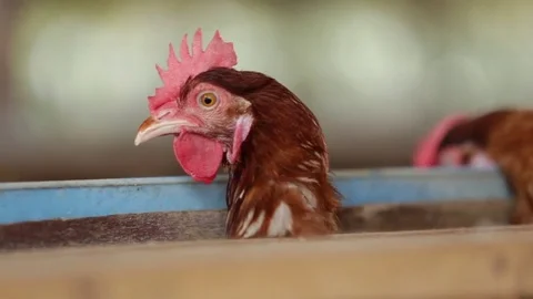 Flock of chickens in the farm. Stock Footage 77415550