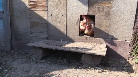 Flock of chickens Video stock 79615619