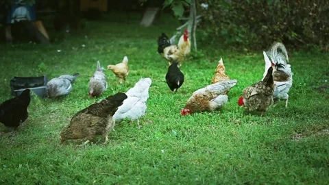 Flock of chickens grazing on the grass Stock Footage 81171975