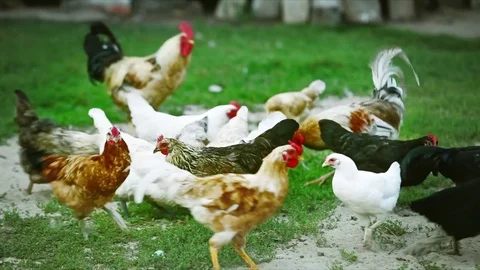Flock of chickens grazing on the grass Stock Footage 81172068