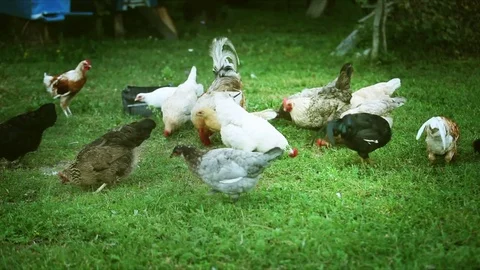 Flock of chickens grazing on the grass Stock Footage 81172141