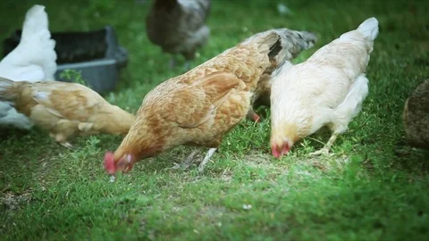 Flock of chickens grazing on the grass Stock Footage 81172393