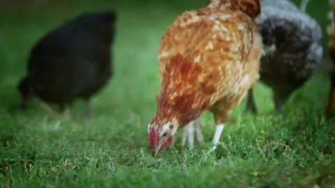 Flock of chickens grazing on the grass Stock Footage 81172455