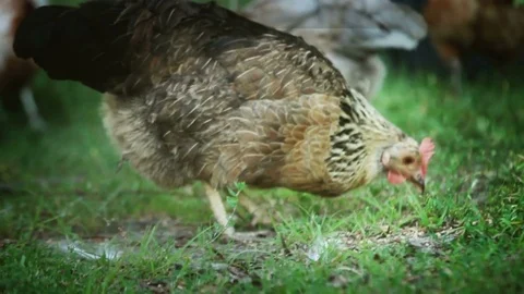 Flock of chickens grazing on the grass Vídeo Stock 81172518