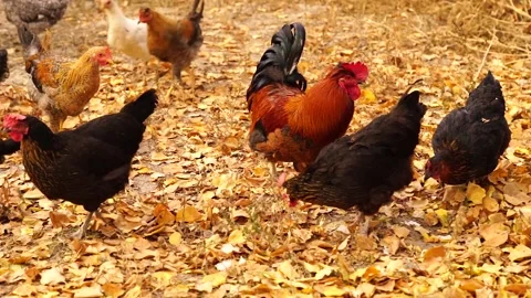 A flock of chickens with one rooster Stock Footage 132664650