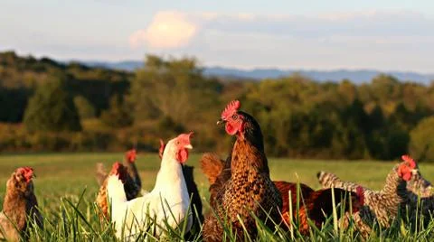 Flock Of Chickens In Open Pasture On A Farm Stock Photos