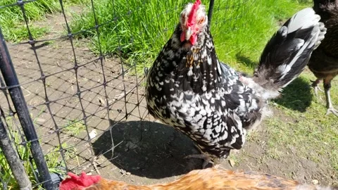 A flock of chickens pecking about in a back yard Stock Footage 195685605