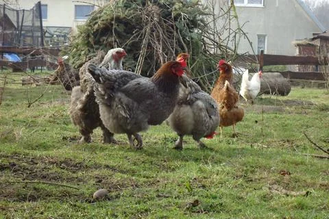 A flock of chickens Stock Photos