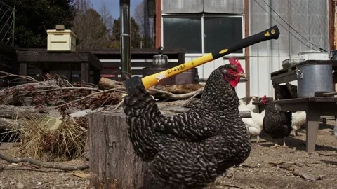 A Flock of Chickens Posing With an Axe. Stock Footage 235396421