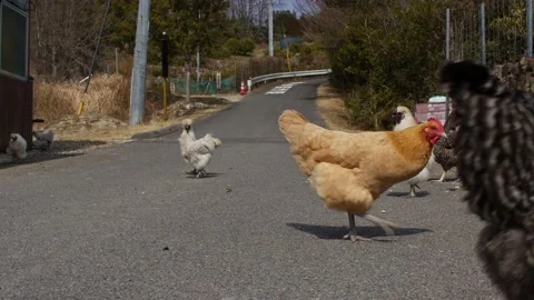 A flock of Chickens on the Road. Stock Footage 235396417