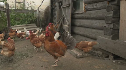 Flock of chickens Village Stock Footage 65526159