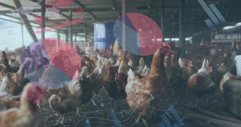 Flock of chickens walking on dirt floor in flat design, projecting data overlays Vidéo 308067645