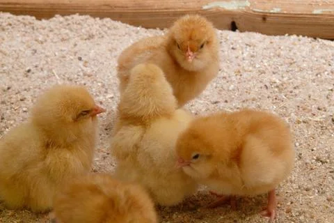 A flock of chicks Stock Photos