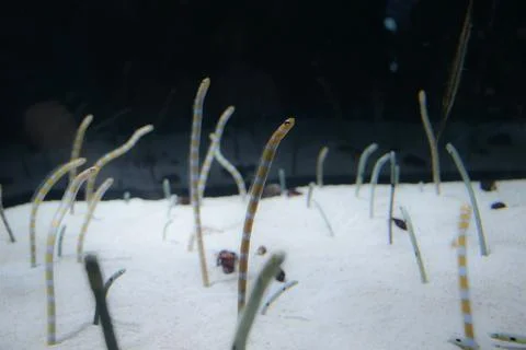 Flock of Chinese eels Stock Photos
