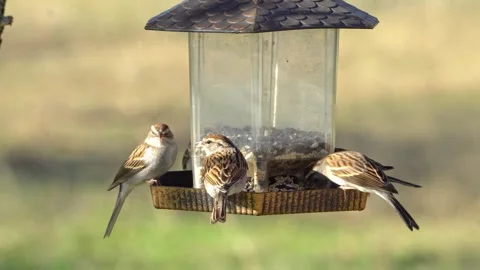 Flock of Chipping Sparrows Eating at Round Hanging Feeder Video stock 306924840