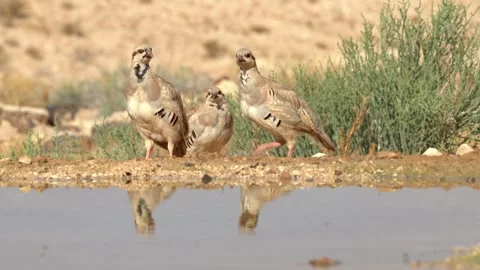 Flock of Chukar partridges (Alectoris chukar) drinking water in the desert Vidéo 283361423