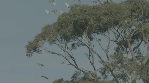 Flock of cokatoos flying Stock Footage 74114477
