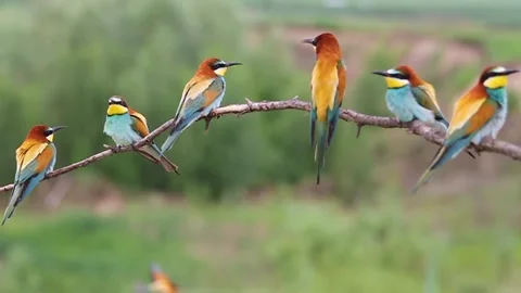 Flock of colored birds sitting on a branch Stock Footage 102385822