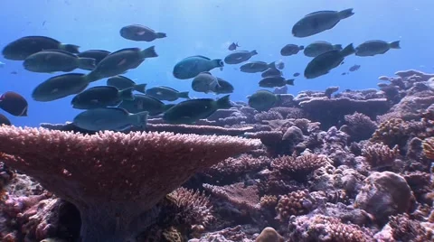 A flock of colorful parrotfish. 스톡 동영상 63974296