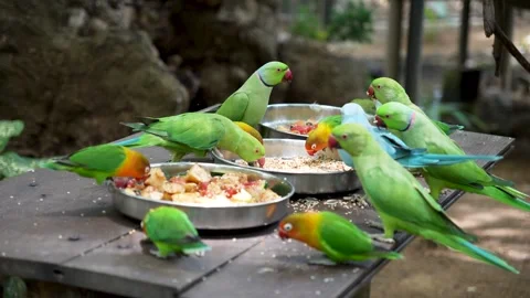 A flock of colorful parrots Video stock 310804545