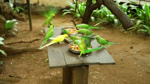 A flock of colorful rose-ringed parakeets eating a prepared meal of fresh fruit 動画素材 311667294