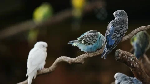 Flock Of Colorful Small Parrots Cleaning Feathers Stock Footage 314010177