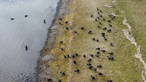 A flock of common coot birds graze on the lake shore Stock Footage 265603348