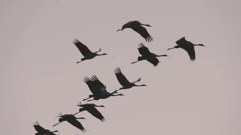 Flock of common crane birds in flight in slow motion, birds fly in sky at sunset Stock Footage 218980540