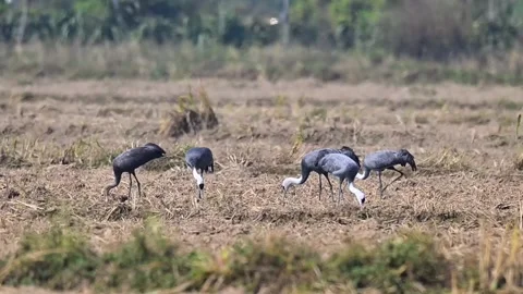 Flock of Common Crane Birds Foraging in Dry Agricultural Field Stock Footage 330647364