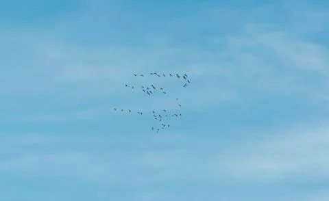 Flock of Common Crane, Grus grus Stock Photos
