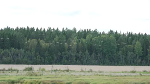 Flock Of Common Cranes are slowing down fly and prepare to land at forest edg Stock Footage 254121947