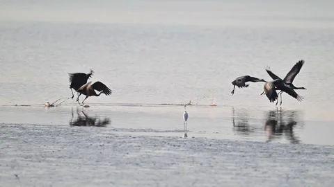 Flock of Common Cranes Flying Low Over Lake Surface with White Egrets Stock Footage 330716335