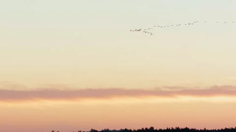 Flock of common cranes Grus grus flying in morning/evening Video stock 64239463