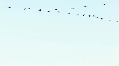 Flock of common cranes Grus grus flying through the frame Video stock 64239536