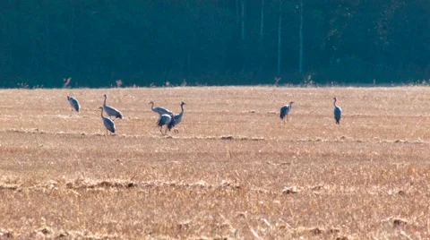 Flock of common cranes Grus grus out in the stubble field Video stock 64239682