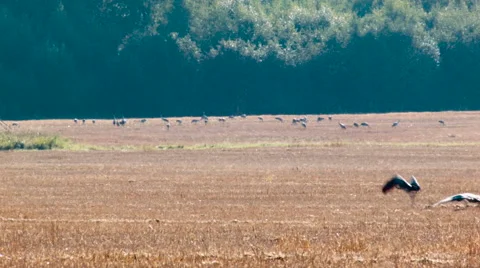 Flock of common cranes Grus grus far in the stubble field Video stock 64241857