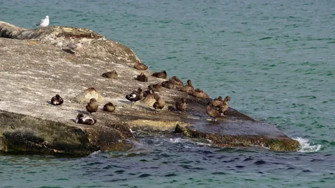 A flock of common duck rests and dries  on Skagen beach Video stock 162260098