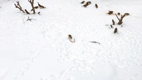 Flock of Common House Sparrow Winter Birds Scavenging Food Stock Footage 111680167