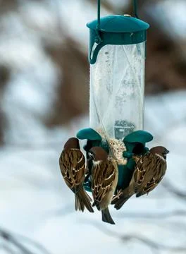 Flock of common house sparrows eagerly eating seeds from a garden bird feeder 스톡 사진