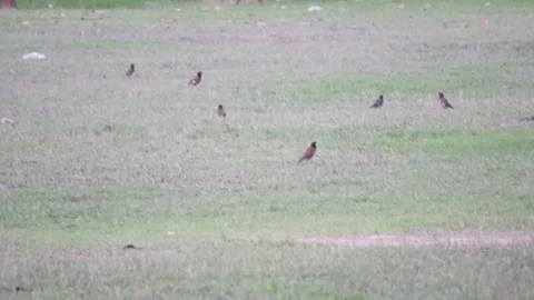 A flock of common myna are roaming on the grass field Stock Footage 314514190