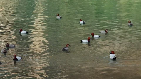 Flock of common pochard ducks swimming in winter river Stock Footage 328901764