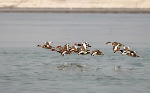 Flock of Common Pochard in flight . Stock Photos