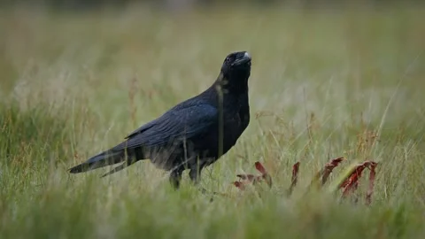 A flock of common ravens (Corvus corax) scavenging on a carcass in grass Stock Footage 297596114