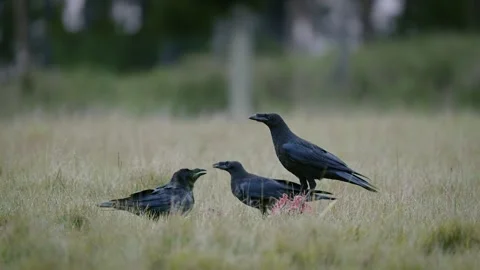 A flock of common ravens (Corvus corax) flying from a meadow after scavenging Video stock 297596194